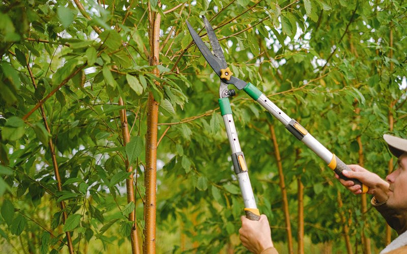 Tree trimming in Wilton, WI